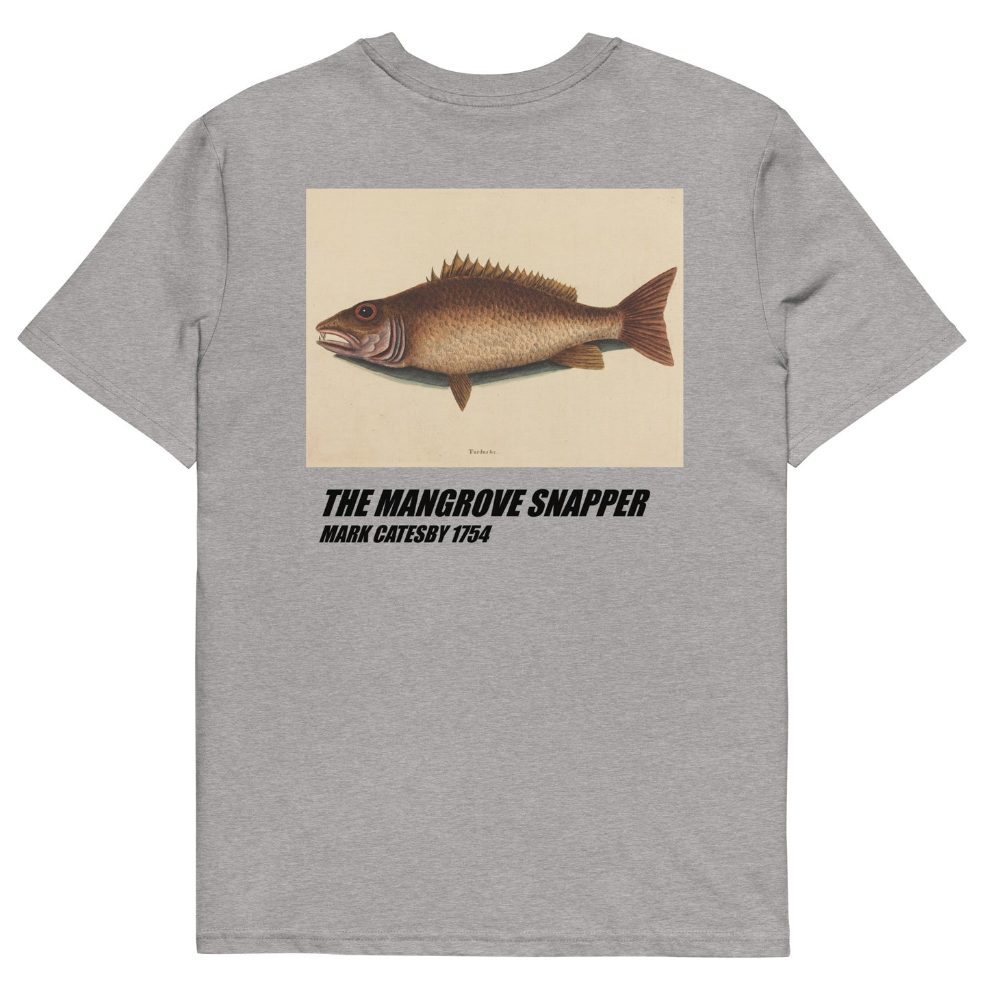 The Mangrove Snapper