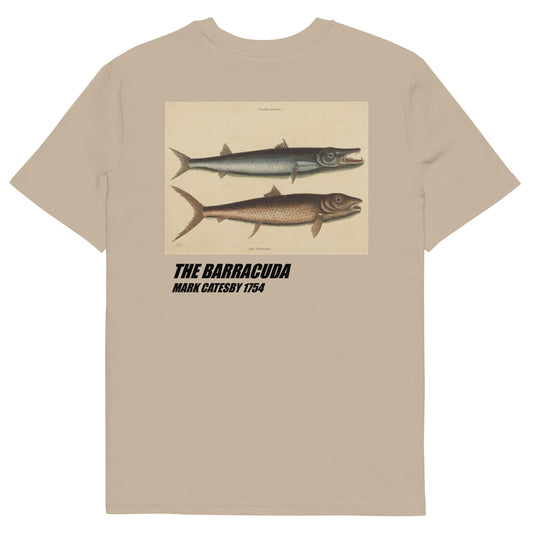 The Barracuda