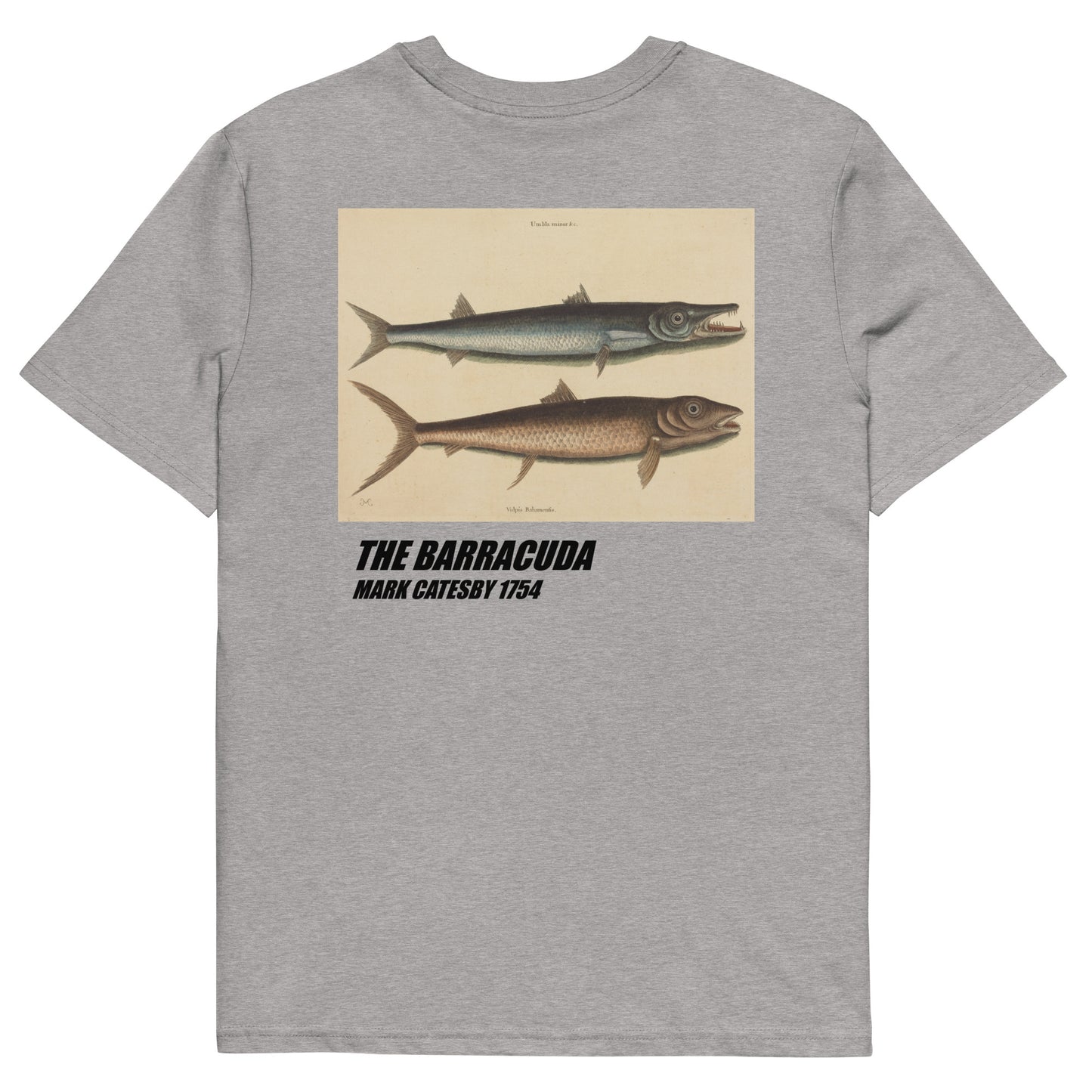 The Barracuda