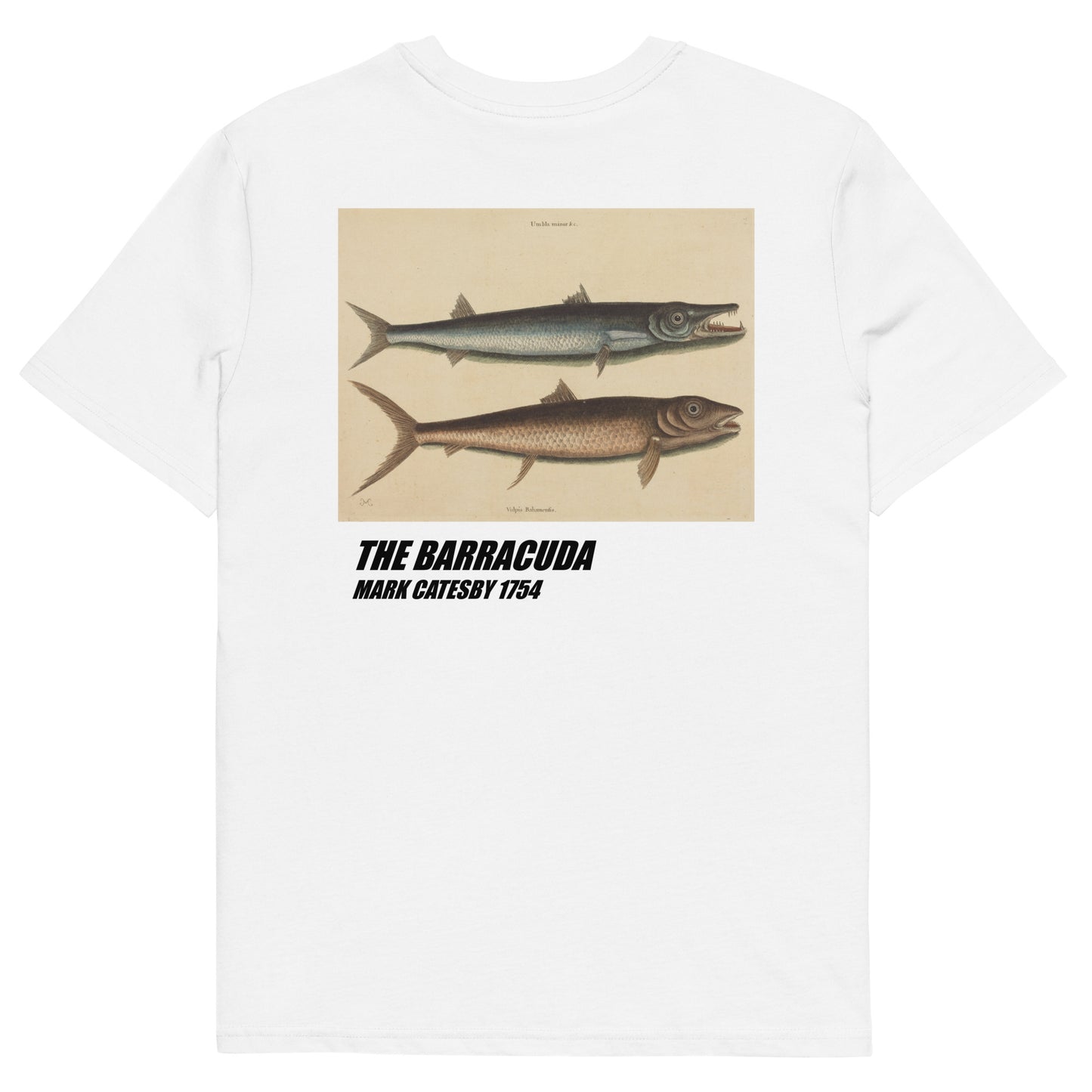 The Barracuda