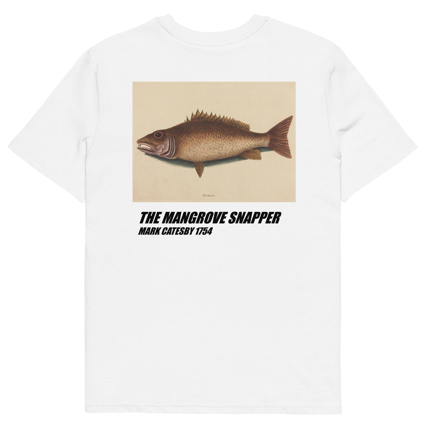 The Mangrove Snapper